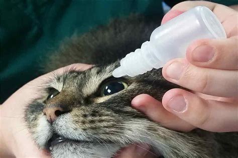 how can i treat my cat s eye infection at home