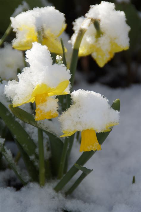 무료 이미지 자연 꽃잎 봄 눈이 내리는 식물학 노랑 플로라 야생화 닫다 겨울 폭풍 매크로 사진 꽃 피는
