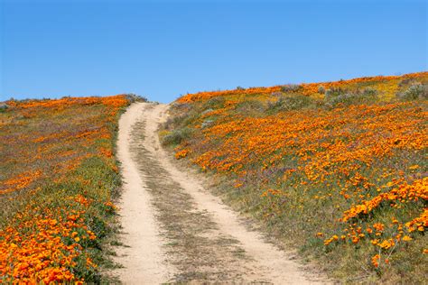 Location Antelope Valley Super Bloom California Photo Basecamp
