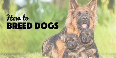 How To Breed Dogs — Ultimate Guide To Dog Breeding