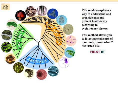 Evolution Phylogenetic Trees And Younger Audiences Phylogenetic