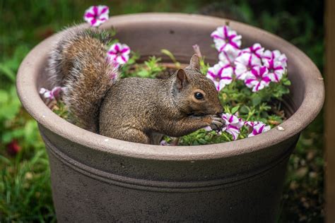 Easy Tricks To Squirrel Proof Your Garden Farmers Almanac Plan