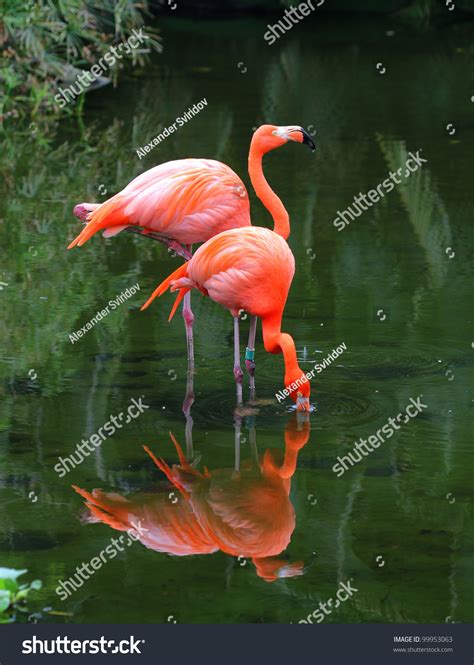 Two Pink Flamingos Searching Feed Water Stock Photo Edit Now 99953063