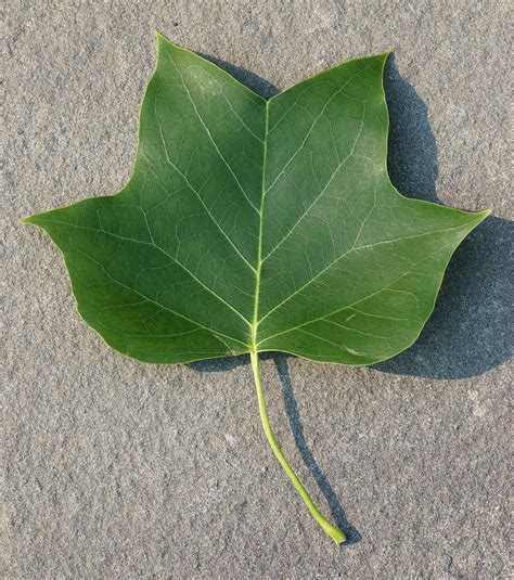 Filetulip Tree Liriodendron Tulipifera Leaf Topside 1890px