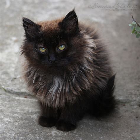 Fluffy Black Kitten Iv By Sweepingshadows On Deviantart
