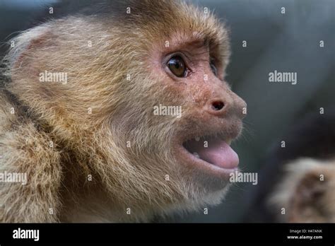 Close Up Of The Face Of A White Faced Capuchin Monkey In A Zoo In