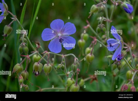Blue Mountain Flower In The Sun Stock Photo Alamy