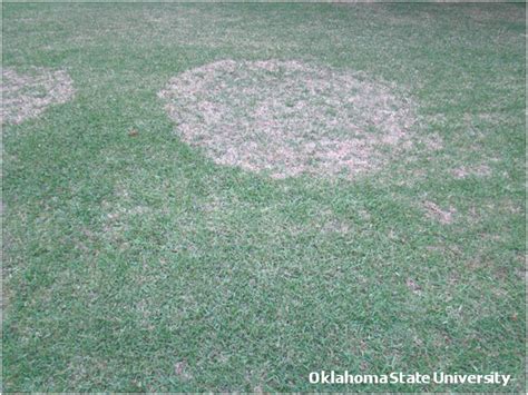 Large Patch Zoysia Patch Of Warm Season Turfgrasses Oklahoma State