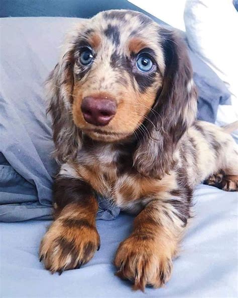 Long coats and smooth coats available through the year. Long haired dachshund puppy in 2020 | Dapple dachshund ...