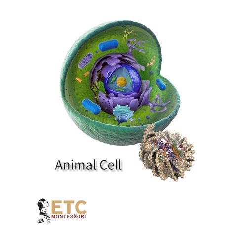 Maybe you would like to learn more about one of these? Animal Cell | Heutink International