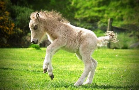 Cute Baby Horses List