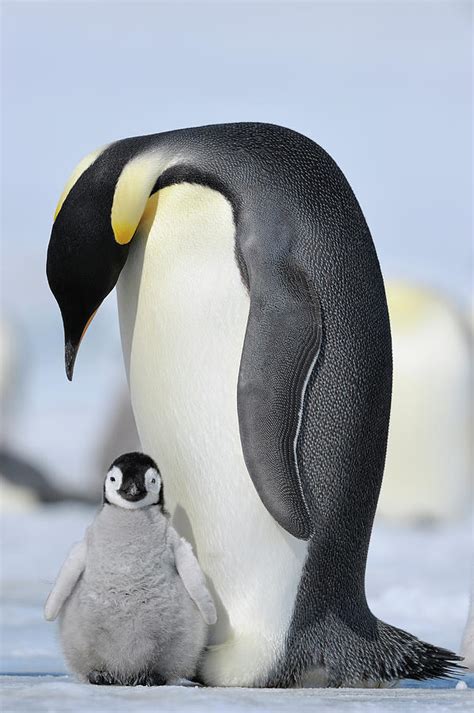Emperor Penguin Photograph By Raimund Linke Pixels