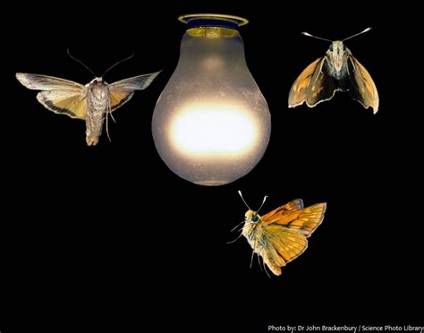 Interesting Facts About Moths Just Fun Facts