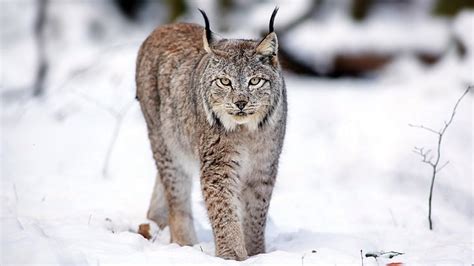 Hd Wallpaper Cats Bobcat Snow Winter Animal Themes One Animal