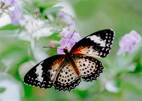 Build A Butterfly Garden Into Your Landscape—for Yourself And For The