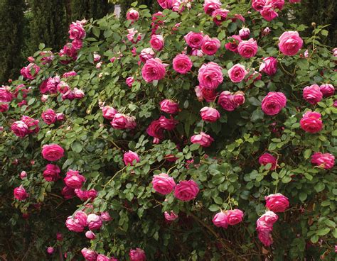 Pretty In Pink Eden Climber® Star® Roses And Plants