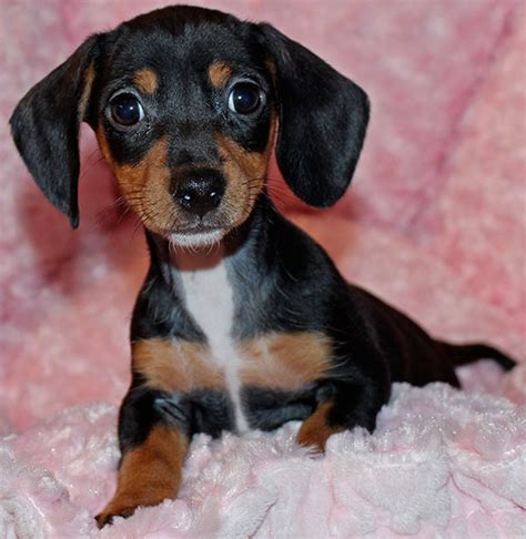 We can't take care of him anymore and are looking for a good home! Dachshund Puppy for Sale in South Florida