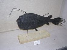 El ceratias holboelli llamó la atención en la lonja de puerto de celeiro, donde fue examinado por un biólogo pues no es muy habitual verlo fuera de su. Tiefsee-Anglerfische - Wikipedia