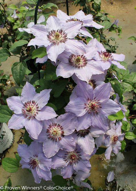There are species native to north america, europe, india, australia, china and japan. Still Waters™ - Clematis x | Proven Winners