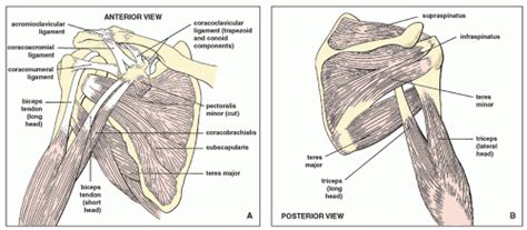 The posterior tibialis muscle originates on the back of the tibia, turns to tendon, and runs behind the bump at the inner ankle (the medial posterior tibial tendon dysfunction is a devastating problem. Upper Limb I: Shoulder Girdle | Radiology Key