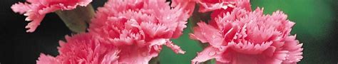 How To Grow Carnation Seeds The Seed Collection