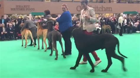 Crufts 2017 Open Dog And Dcc Youtube