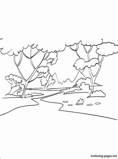 Forest Coloring Pages Printable Deciduous Drawing Outline