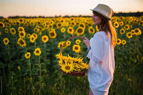 Woman Picking Sunflowers At Sunset By Stocksy Contributor Mosuno Stocksy