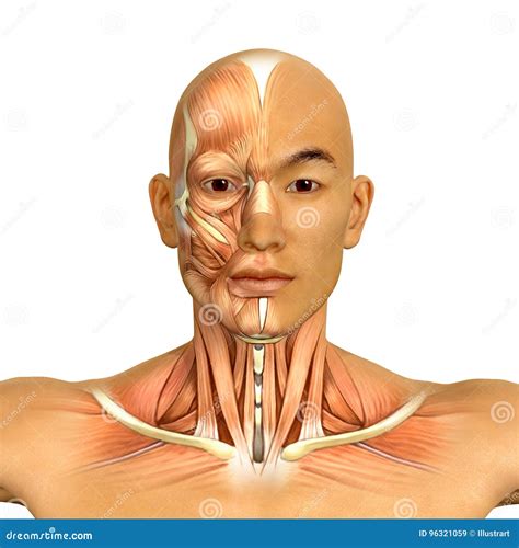 3d Asian Male Model Face And Neck Muscles Anatomy Stock Illustration