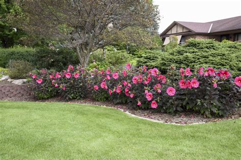 There have been many different colors, and we are proud to introduce 'evening rose' as. Summerific® 'Evening Rose' - Rose Mallow - Hibiscus hybrid ...