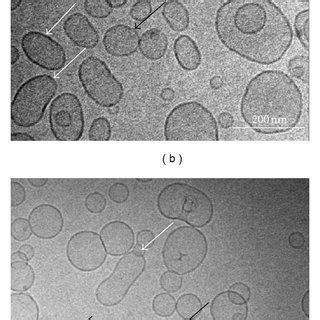 Visualization Of Cf Loaded Liposomes By Cryo Electron Microscopy A