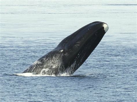 Most Whales Dont Know How Bad They Smell Atlas Obscura