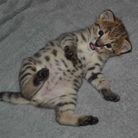 When we breed an f1, like the one pictured above, to any other savannah cat it results in kittens that are f2's. F2 Savannah Kittens Available in Ohio Savannah Cats Call ...