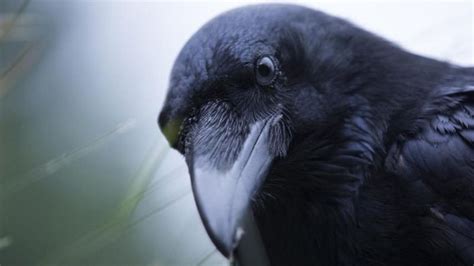 scottish natural heritage defends raven killing licence bbc news
