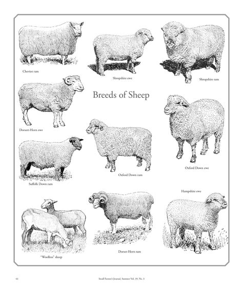 Types Of Sheep Chart