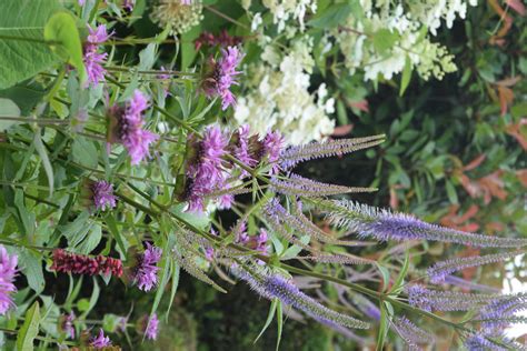 Request pdf | the potential of host plants for biological control of tuta absoluta by the predator dicyphus errans | dicyphus errans (wolff) has been shown to be a suitable biocontrol agent for. Wesser Wesel Garten Verhegge NL (80) › Wesser