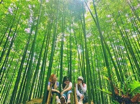 Lost In The Na Hang Tua Chu Bamboo Forest In The Northwest Of Vietnam