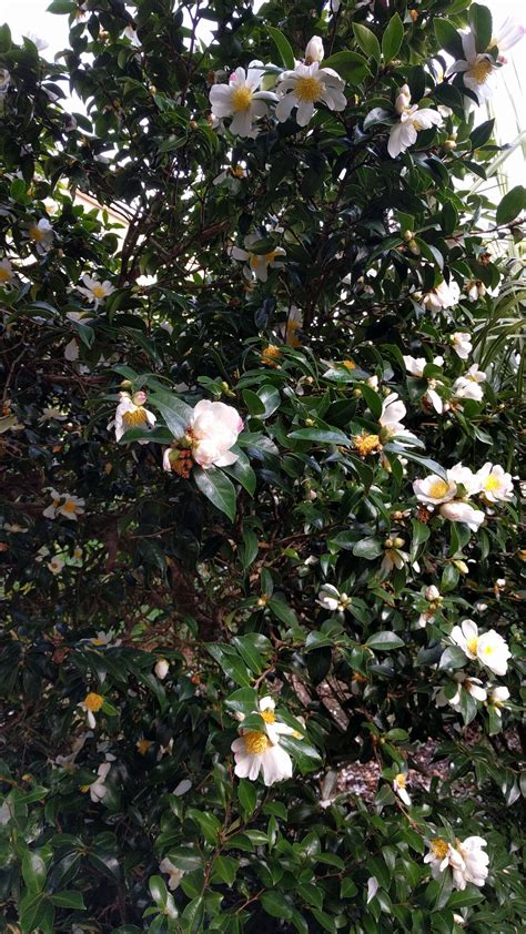 Plant of the month - Camellia sasanqua 'Narumigata' - Morrab Gardens