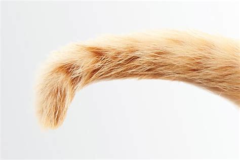 Management Of Cats With A Tail Pull Injury Ndsr