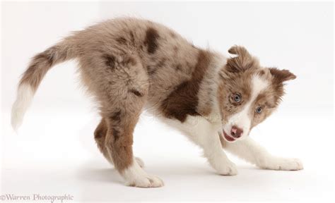 69 Border Collie Puppies Red Merle Photo Bleumoonproductions