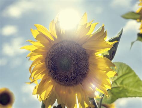 Fun Facts About Sunflowers