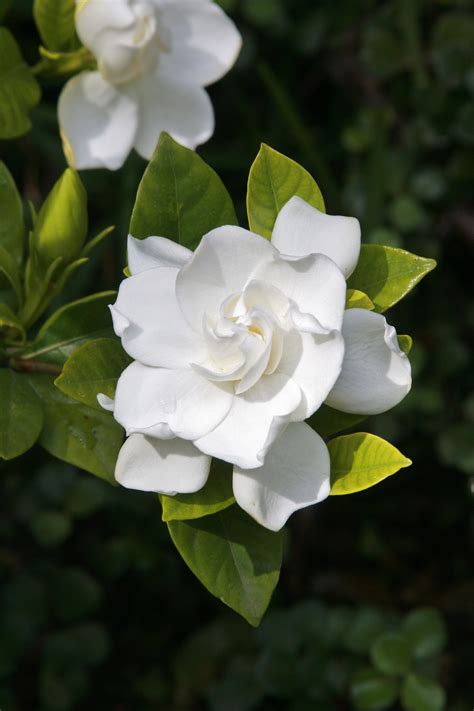 We did not find results for: Pruning Gardenias - Tips For When And How To Prune A Gardenia