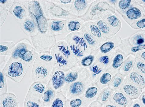 Do plant cells go through cytokinesis. Glossary of Common Mitosis Terms