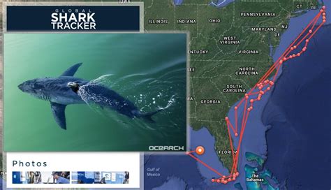 Huge Great White Shark Being Tracked Off Florida Coast Wsvn 7news