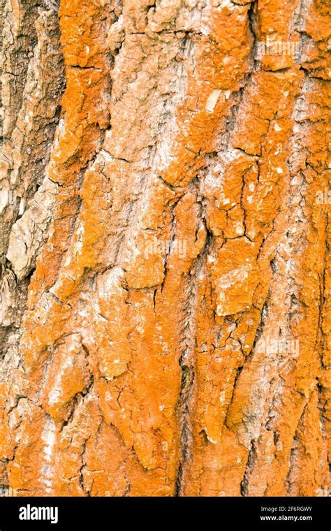 Reddening Of The Poplar Tree Bark Texture Is Caused By The Alga