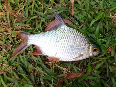 Bagai ilak bercerai dengan benang. Haruan Sakit: Memancing ikan lampam. #throwback