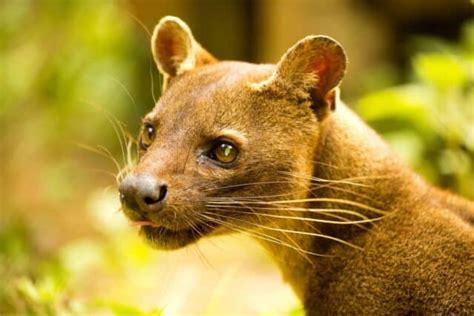 Madagascars Endangered Species Travel Inspires