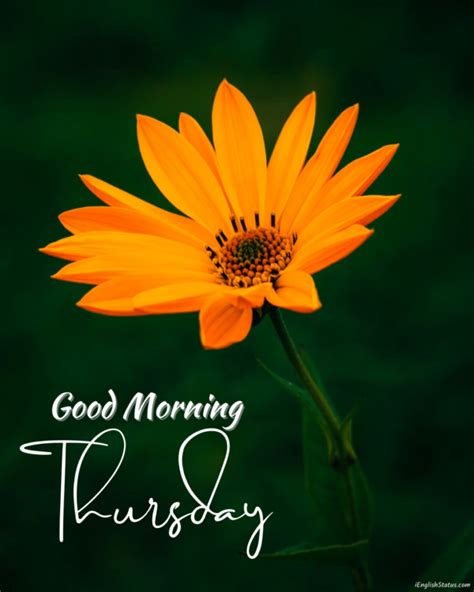 Good Morning Wishes On Thursday Pictures Images
