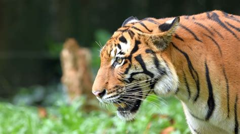 Malayan Tiger In Crisis As Poaching Threatens To Wipe Out