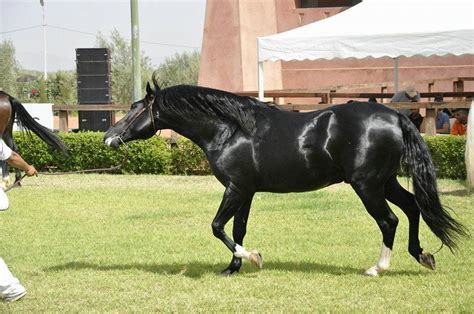 exquisite black barb horse horses black horse shades  black